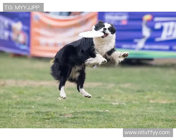南京飞盘队在极限运动世界杯中的速度表现分析与点评